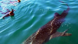  Swimming with Whale Shark 